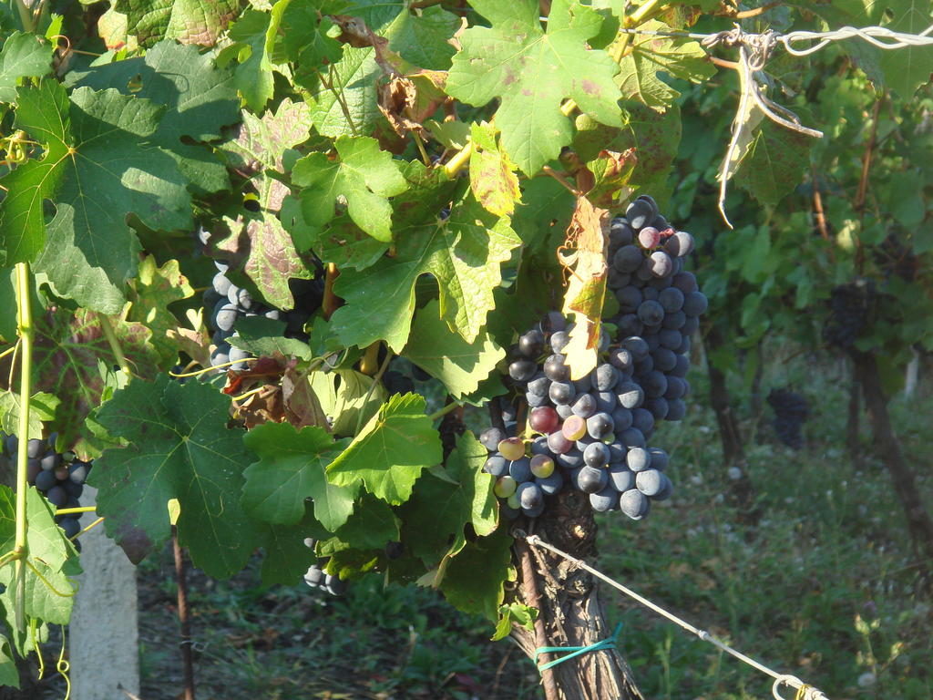 Agriturismo Relais "Il Bricco" Nizza Monferrato Extérieur photo