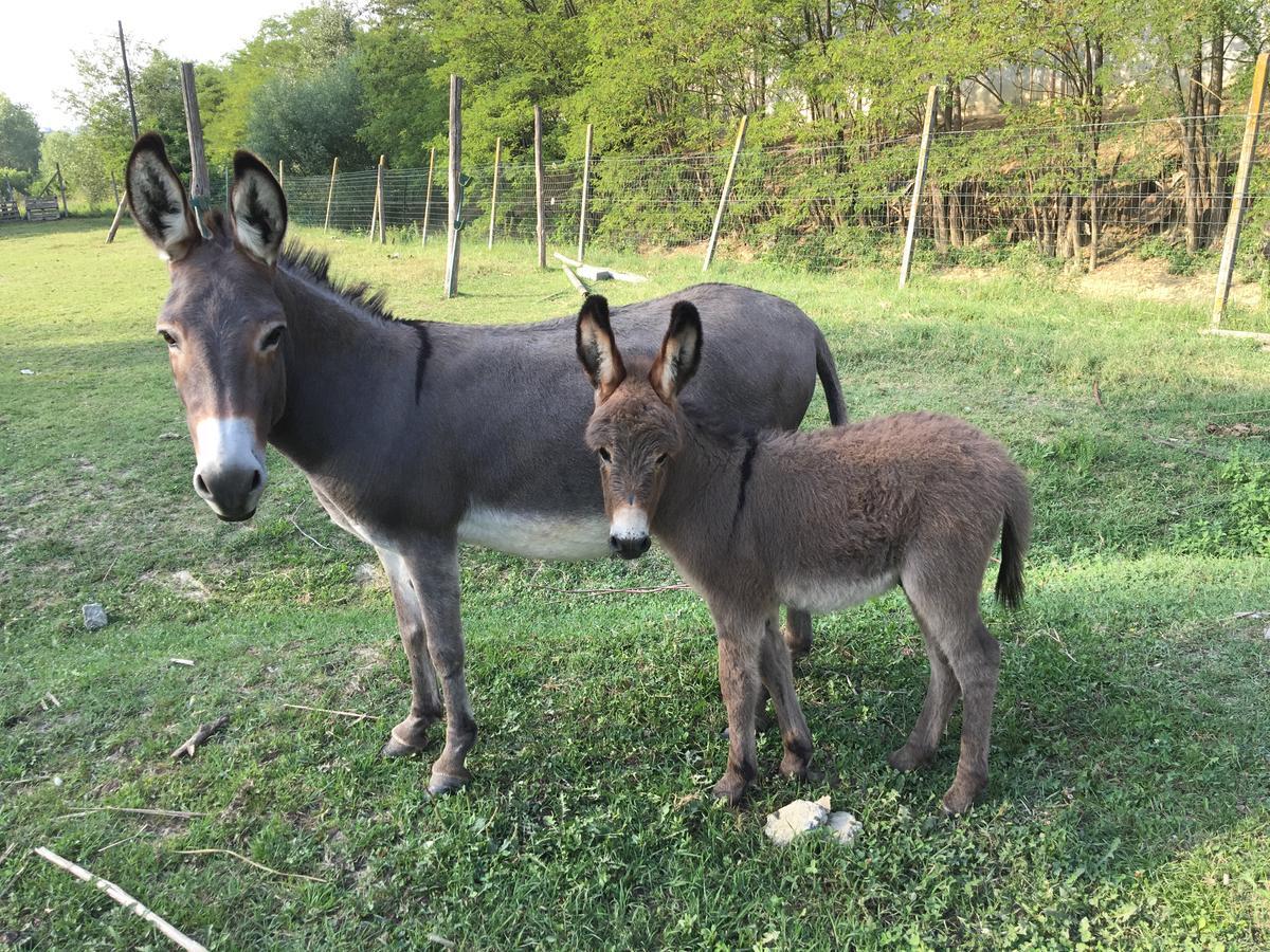 Agriturismo Relais "Il Bricco" Nizza Monferrato Extérieur photo